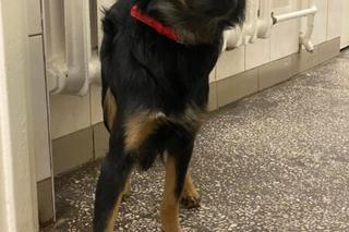 Samica około 2 lat, trafiła do schroniska 26.04.2023 z osiedla Śródmieście 