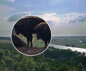 Dzika przyroda Pomorza Zachodniego. Gdzie spotkać żubry, bieliki i inne wiosenne atrakcje?