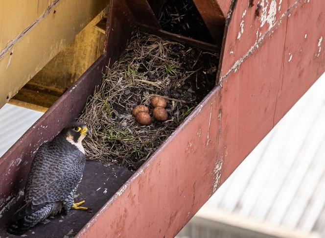 Para sokołów z Elektrowni Bełchatów czeka na kolejne potomstwo. W gnieździe znaleziono cztery jaja