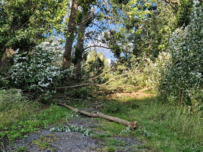 Park Centralny przed wielką zmianą! Zobacz, gdzie powstanie kąpielisko