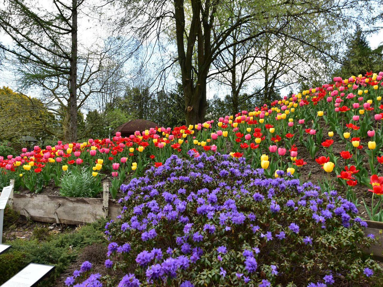 Szukacie pomysłu na wiosenny spacer? Podpowiadamy: od wczoraj czynne jest Arboretum w Bolestraszycach 