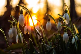To już wiosna! Krokusy i przebiśniegi zakwitły w krakowskich ogródkach