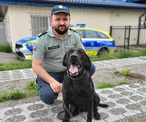Szkolenie psów policyjnych nad Zalewem Zemborzyckim