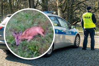 Psy rzuciły się na małą sarenkę! Interweniowała policja z Grudziądza