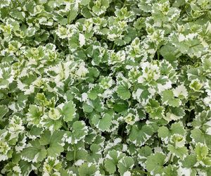 Bluszczyk kurdybanek 'Variegata'