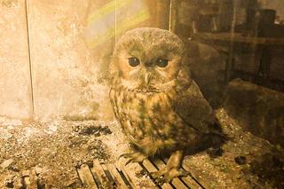 Wielkie oczy wołały o pomoc. Puszczyk utknął w kominku