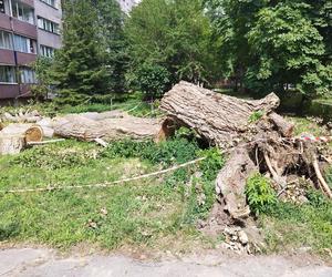 Wielkie drzewo runęło im na blok. „Widziałam, jak na mnie leci!”