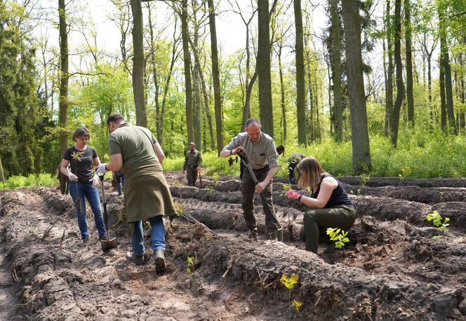 Dęby, buki czy jawory - w parku-arboretum w Gołuchowie posadzano 1000 nowych drzew