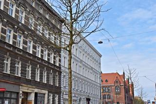 Nowe nasadzenia na alei Wojska Polskiego