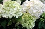 Hortensja bukietowa 'Limelight' 