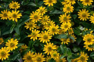 Kwiaty na słoneczny balkon południowy