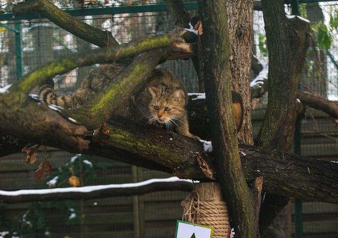 Zima w zoo we Wrocławiu. Zobacz, jak zwierzaki radzą sobie w chłodne dni 