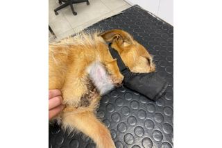 Założyli psu na szyję gumę, trytytki, żeby wrzynały się tchawicę. Jest wyrok sądu za znęcanie się nad Marcelinką. To były tortury