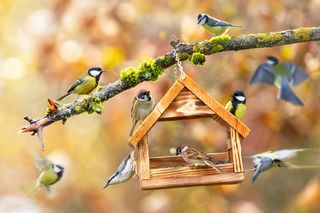 Budowa karmnika dla ptaków krok po kroku. Od deski do gotowej konstrukcji