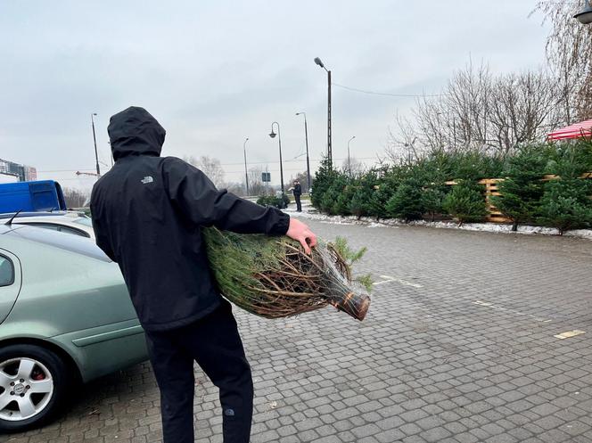 Ceny choinek w Lublinie. "Warto sprawdzić pień w miejscu ścięcia"