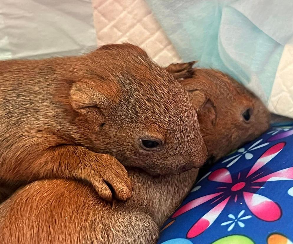 Malutkie wiewiórki zaatakowane przez kota trafiły do Ady [GALERIA]