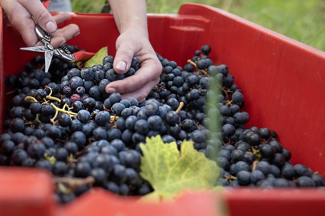 Regent na młode wino. Świętomarcińska impreza odbędzie się w winiarni – Folwarku Książęcym, w którym przetwarzano winogrona z lokalnych winnic książęcych.