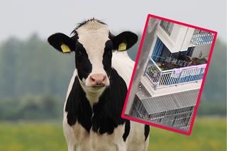 Mieszkał z bydłem! Krowy muczały sobie na balkonie
