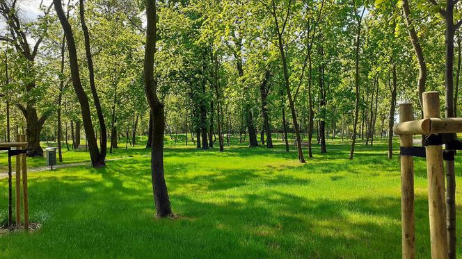 Poznań: Park przy ul. Browarnej zachęca do odwiedzin! Jest tam zielono!