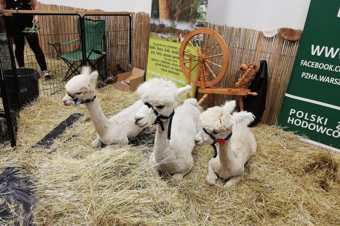 Animal Show w Krakowie