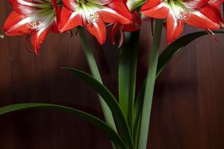 Hippeastrum
