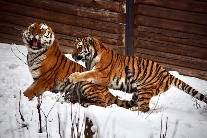 Zimowe harce na śniegu - zwierzaki z płockiego zoo szaleją ZOBACZ ZDJĘCIA!