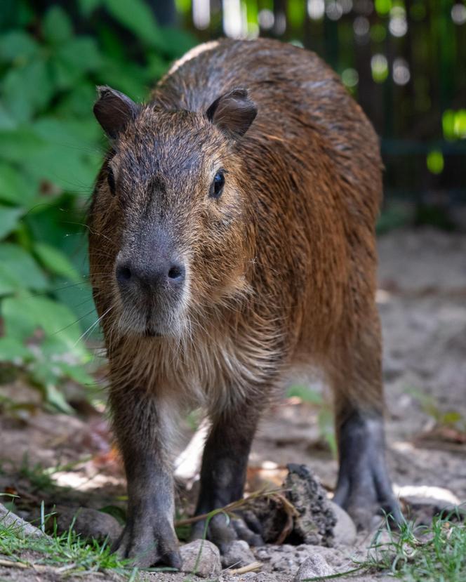 Kapibary przejmują łódzkie ZOO! Do dwóch samic dołączył samiec