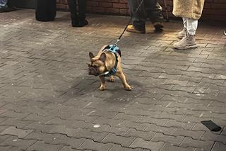 Pączki w Szczecinie 