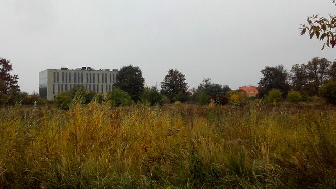 Gontynka