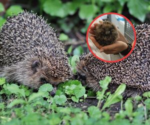 Zwierzęta przygotowują się do zimy. Możesz im pomóc. Albo przynajmniej, nie szkodzić