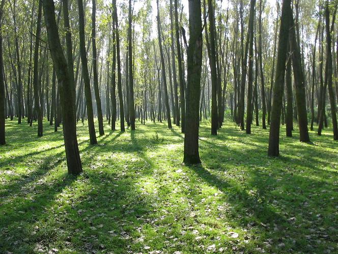 Dzień Leśnika - kiedy jest?
