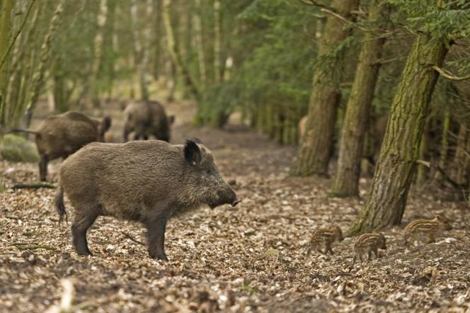 XV Euroregionalne Spotkania Łowieckie „Darz Bór 2015” w piątek i sobotę w Połczynie Zdroju.