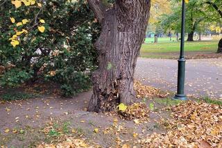 Lipa drobnolistna zniknie z parku Jordana. „Jedynym rozwiązaniem jest usunięcie drzewa”