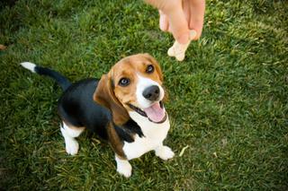 Beagle: ruchliwy rozrabiaka