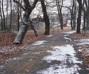 Pierwsze opady śniegu w listopadzie 2024 w dzielnicy Bronowice w Lublinie