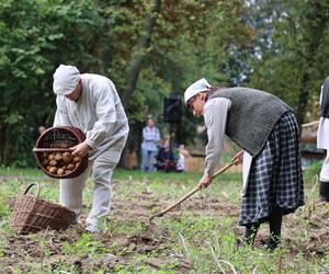 Wykopki kartoflane 2023 w lubelskim skansenie