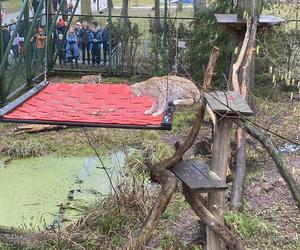 Dzień kota w łódzkim zoo. To doskonała okazja na obserwowanie nowego osobnika