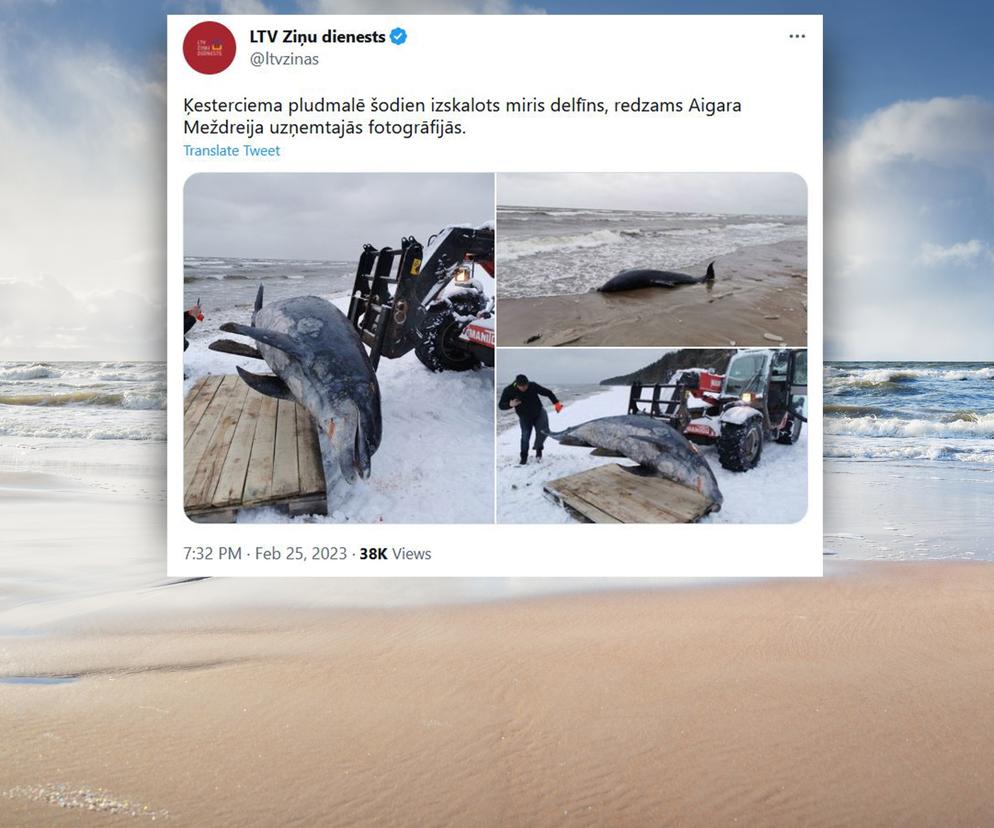 Martwy delfin na bałtyckiej plaży! Naukowcy wyjaśniają, co się stało