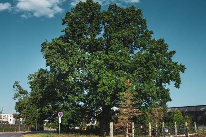 dąb szypułkowy (Quercus robur L.)