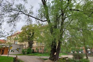 Ogród Botaniczny UKW jest jak nowy. Sprawdźcie, co się tam zmieniło!