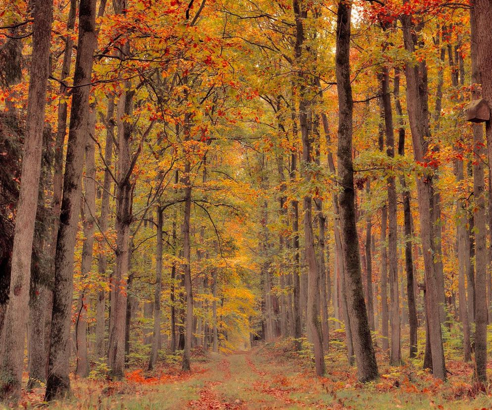 Zanurzą się w lesie. Przyrodnicy zapraszają na wyjątkowy spacer po Starym Gaju