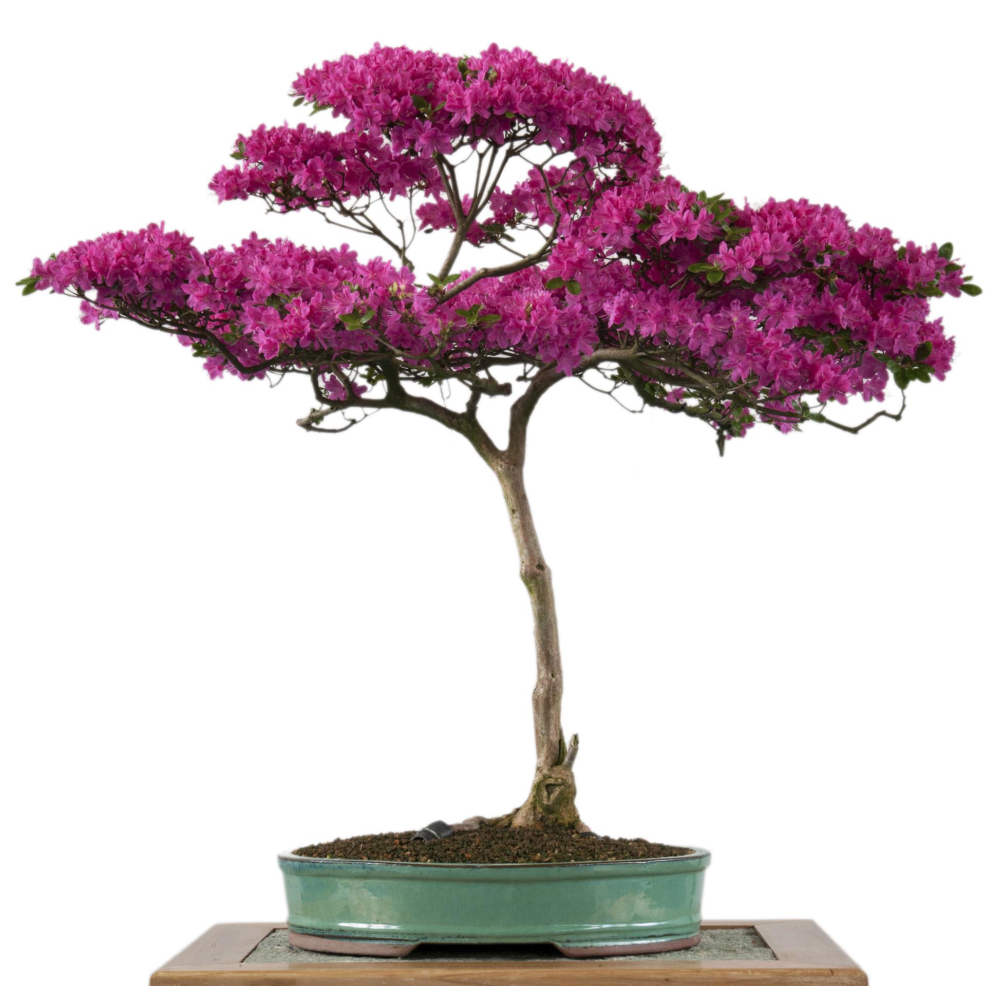 Kwitnce drzewka bonsai. Gatunki rolin na kwitnce bonsai - murator.pl