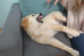 Poznajcie zwierzaków naszych Czytelników!