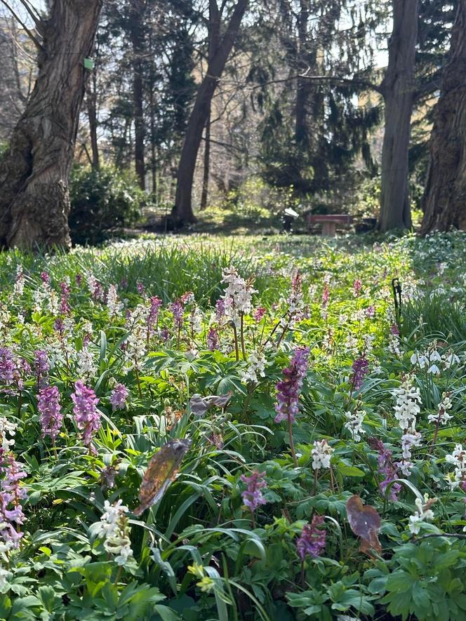 Już 1 kwietnia po zimowej przerwie otwiera się wrocławski Ogród Botaniczny UWr! Co będzie się działo? Ile kosztują bilety?