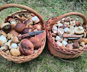 Wysyp grzybów w woj. świętokrzyskim. „Rosną jak na drożdżach”. Mamy zdjęcia!
