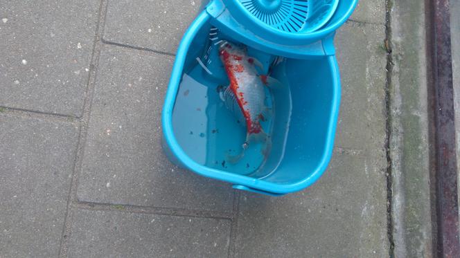 Rybka spadła z nieba