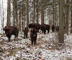 Powiększa się stado żubrów w Puszczy Rominckiej. Ile jest ich obecnie? [ZDJĘCIA]