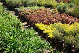 Sklep ogrodniczy i centrum ogrodnicze – miejsca zakupu roślin do ogrodu