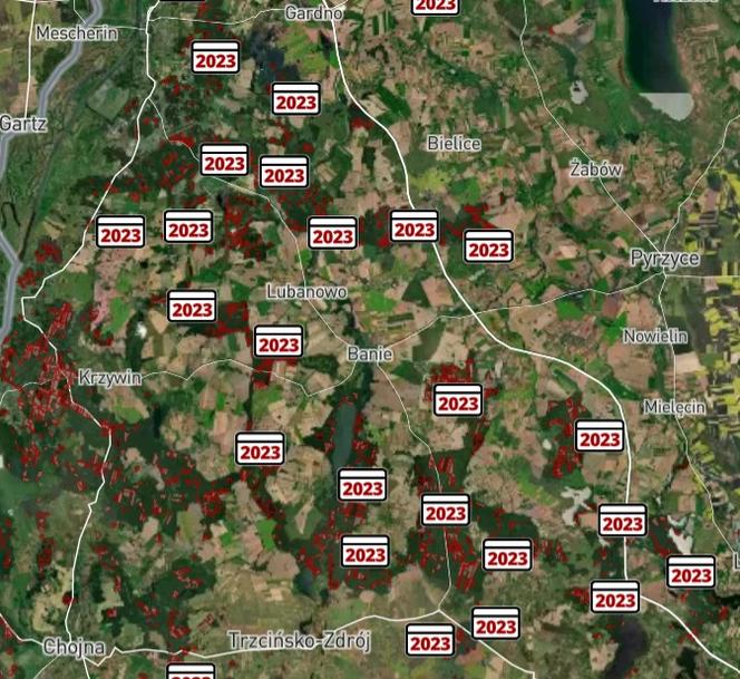 Wycinka lasów w Szczecinie i regionie 