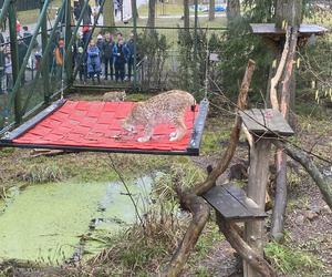 Dzień kota w łódzkim zoo. To doskonała okazja na obserwowanie nowego osobnika